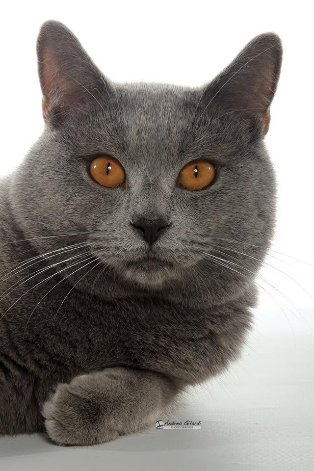 MW16 SC SP Invictus du Coeur Royal DSM DVM JW, Gatto Certosino Opera Prima