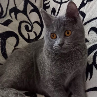 Opera Prima Isabella, Gatto Certosino Opera Prima