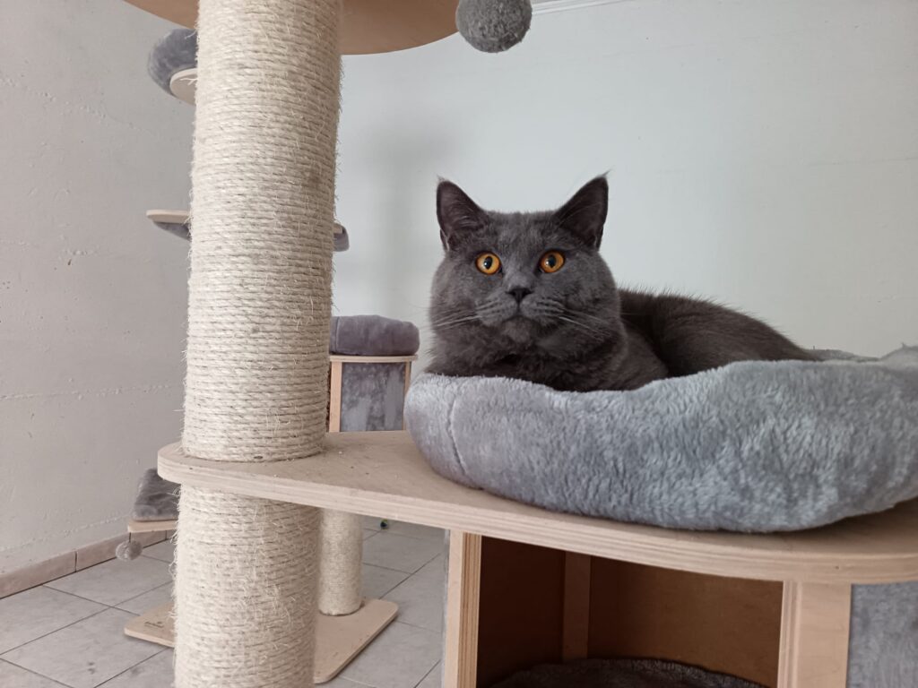 Blau Reiter Monet, gatto Certosino Opera Prima