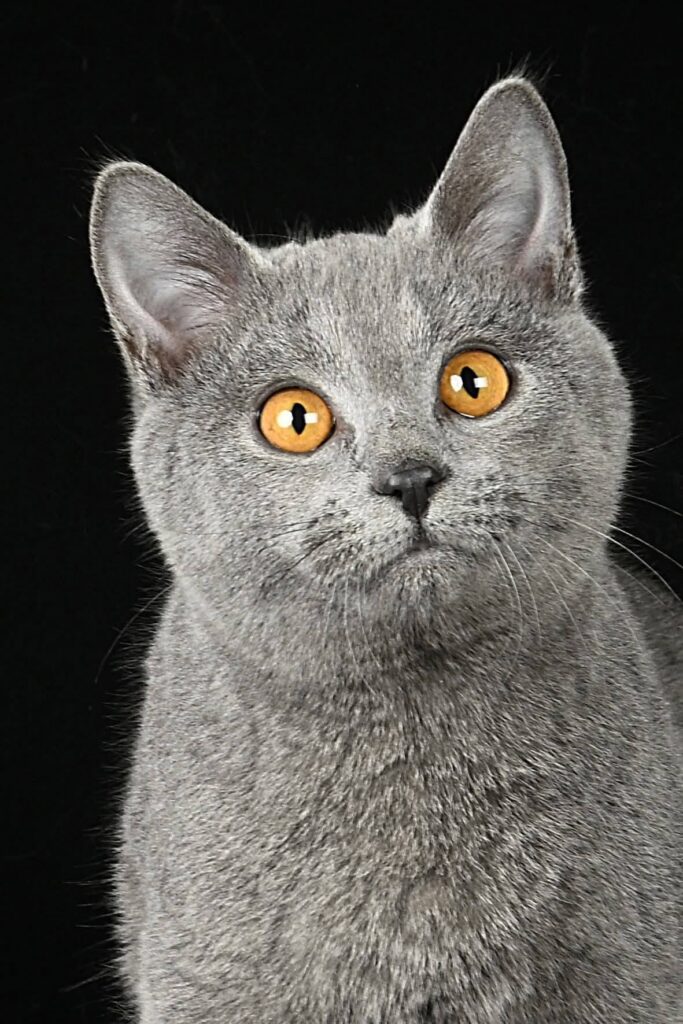JCH Opera Prima Nino, gatto Certosino Opera Prima