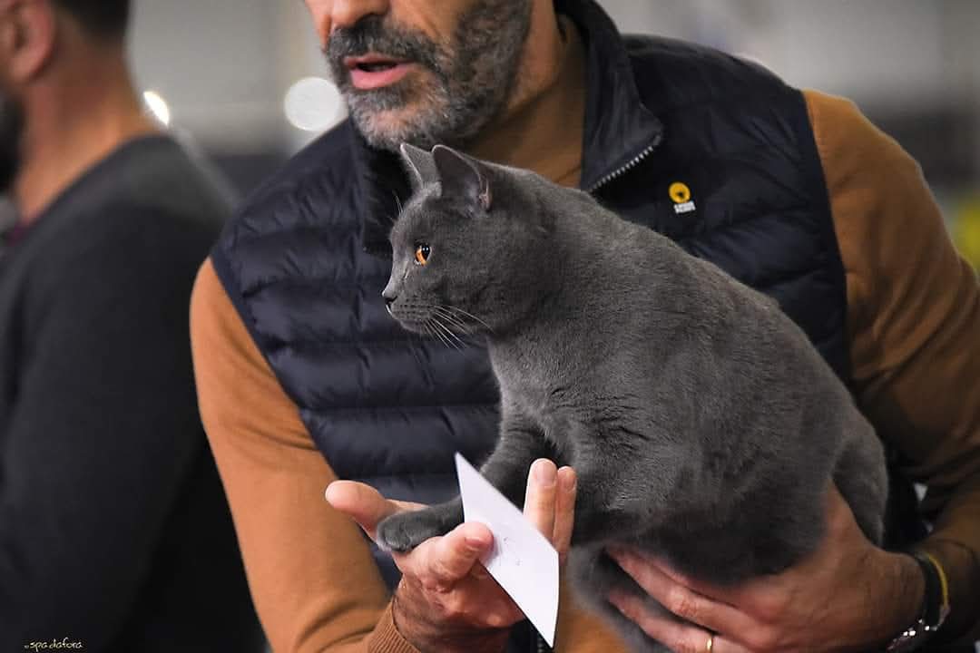Gatto Certosino Opera Prima sul ring di una mostra felina