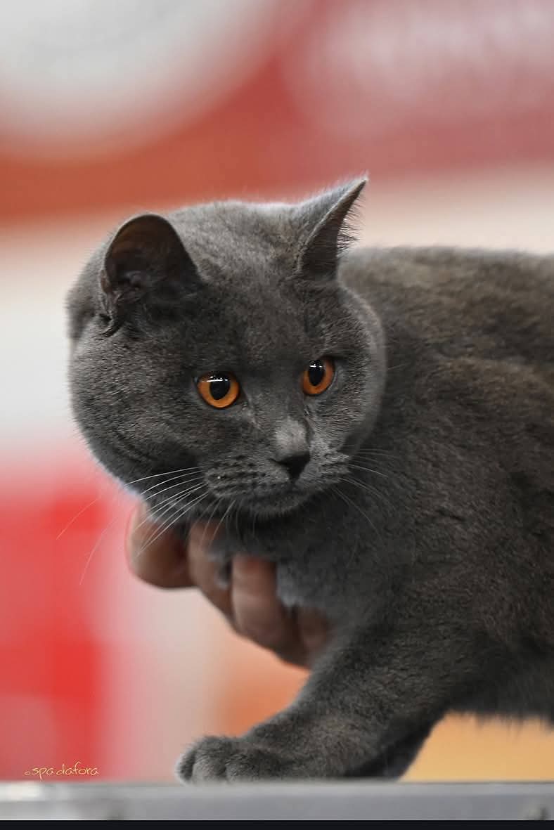 Primo piano di un Gatto Certosino Opera Prima in esposizione