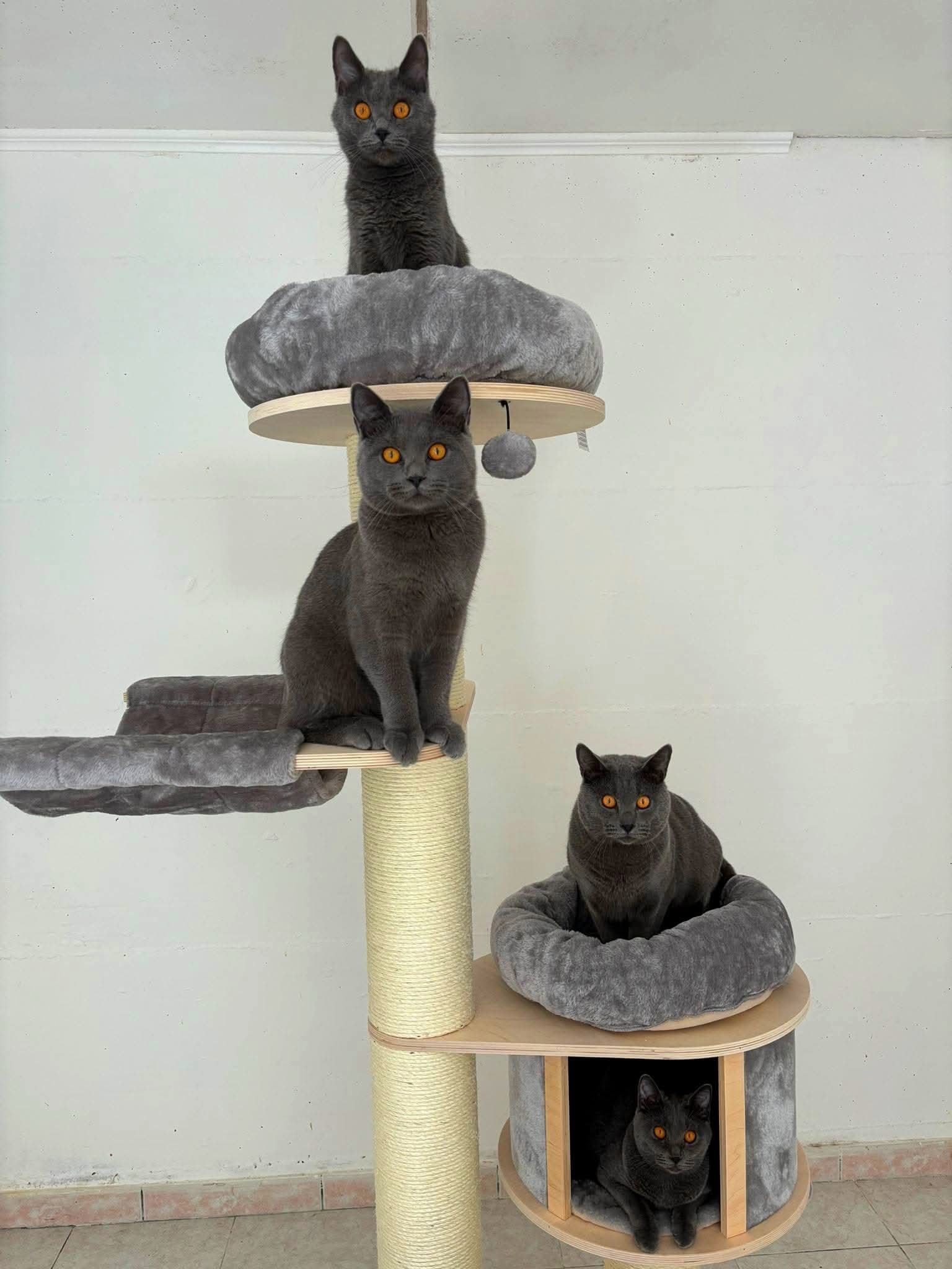 I Gatti Certosini Opera Prima insieme