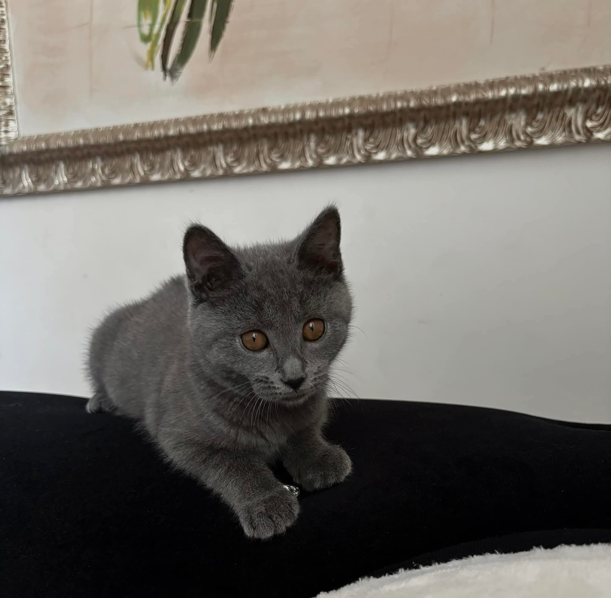 Gattino Certosino Opera Prima