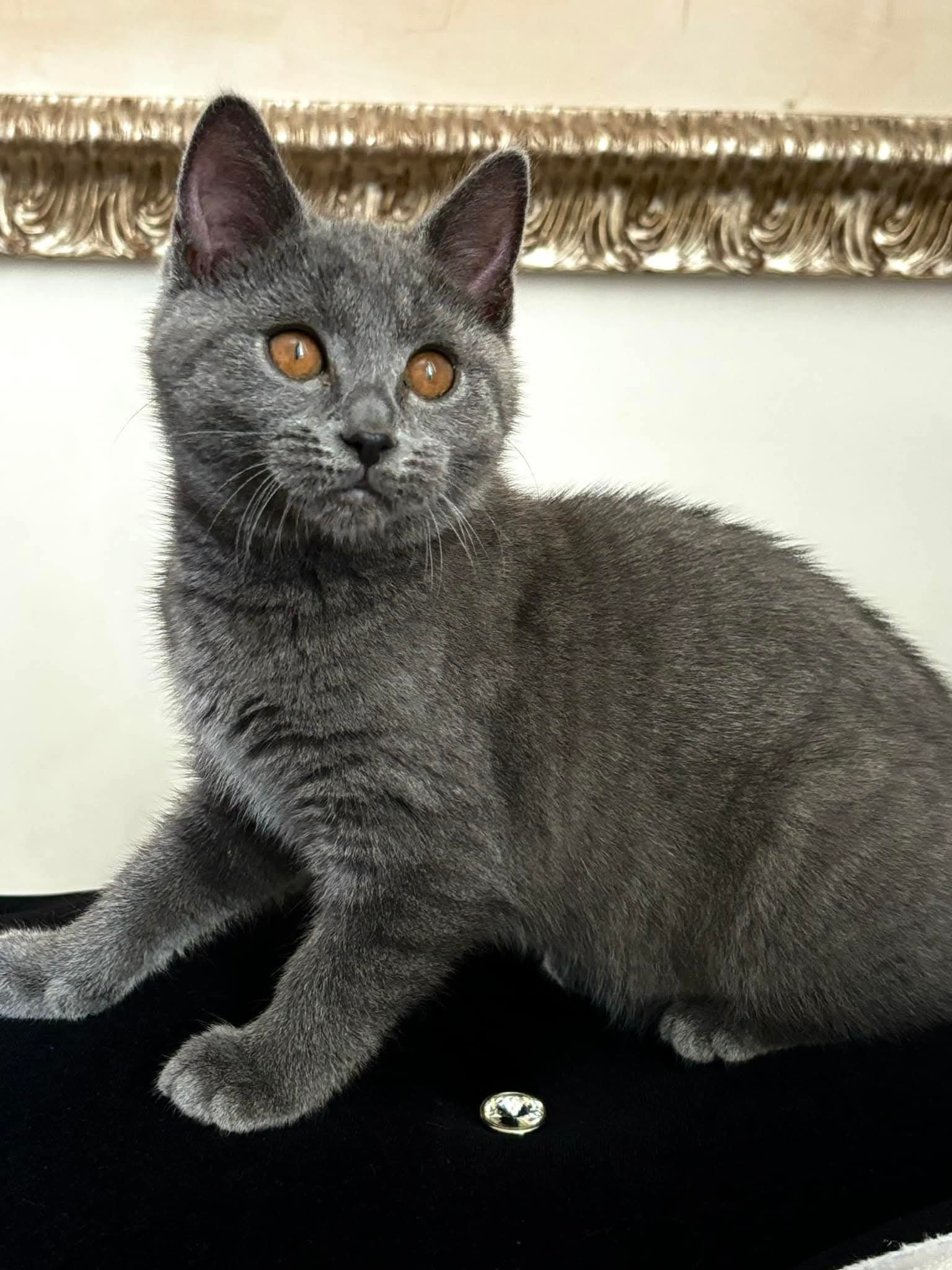 Giovane Gatto Certosino Opera Prima