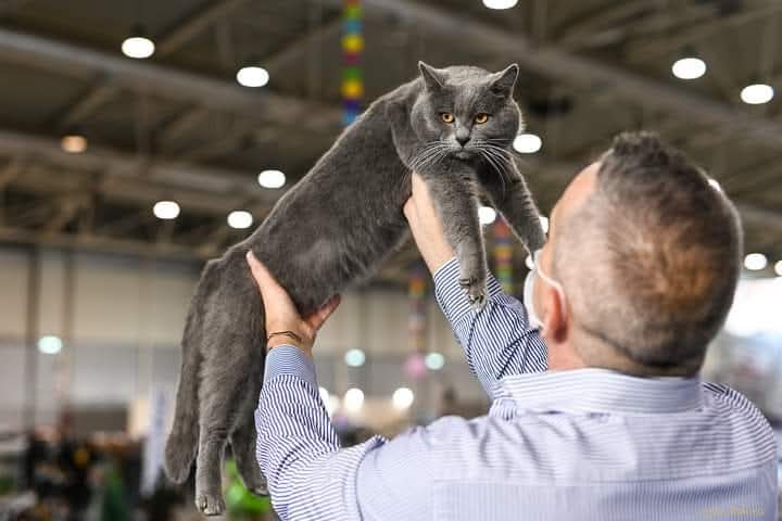 Giudice che presenta un Gatto Certosino Opera Prima