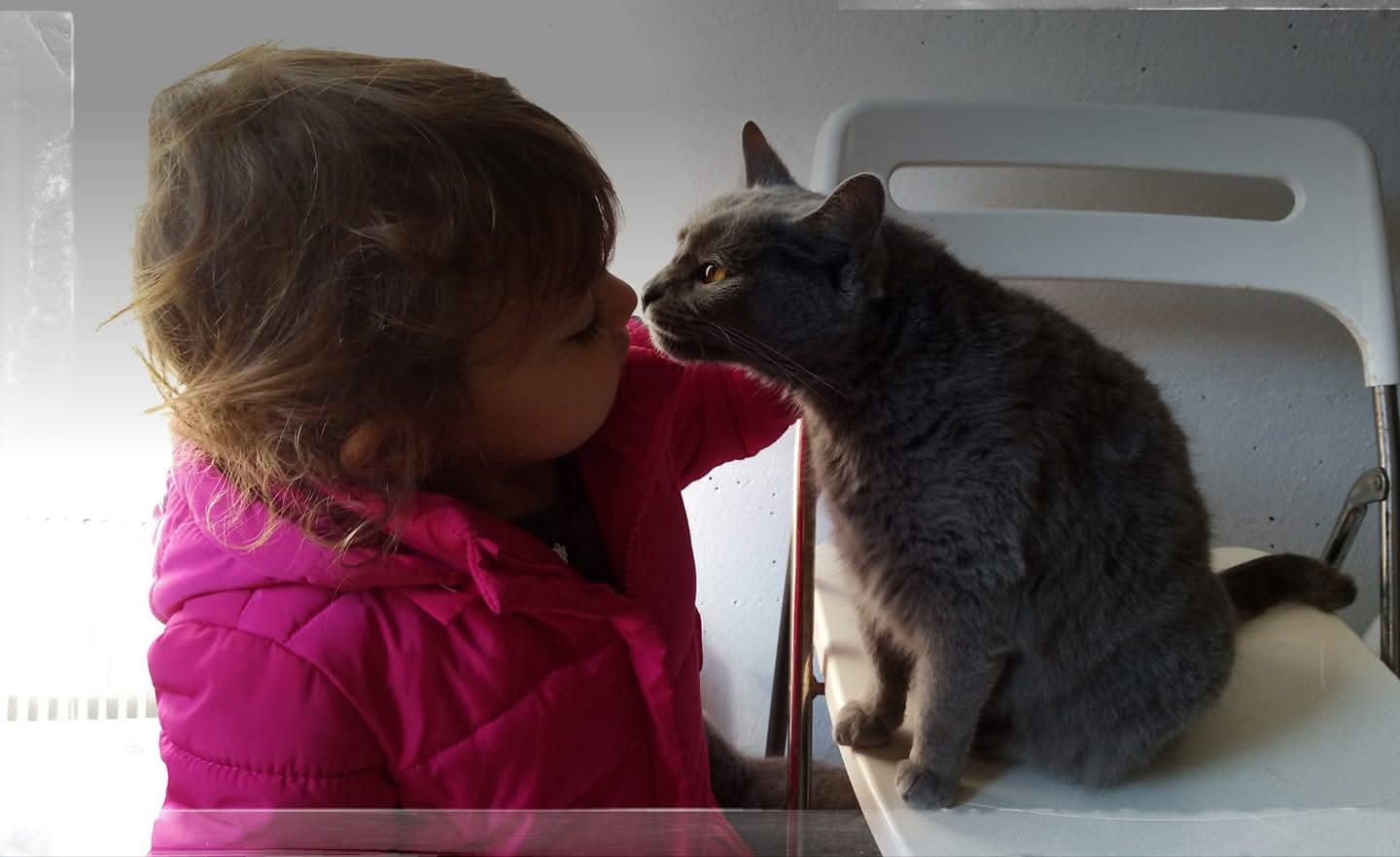 Una bambina incontra un Gatto Certosino Opera Prima