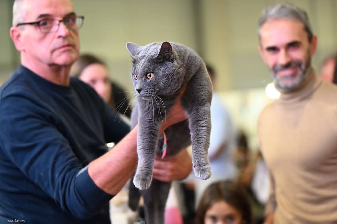 Valutazione di un Gatto Certosino Opera Prima in esposizione