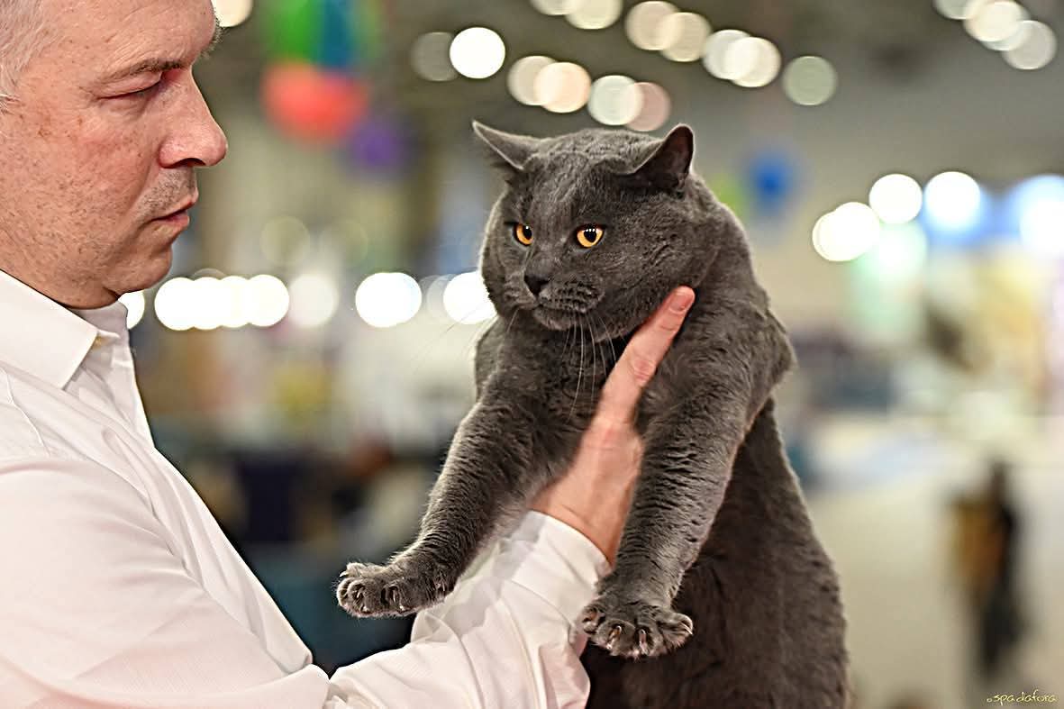 Giudice con un Gatto Certosino Opera Prima