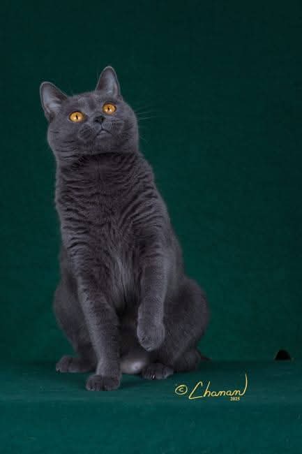 Ritratto in studio di un Gatto Certosino Opera Prima
