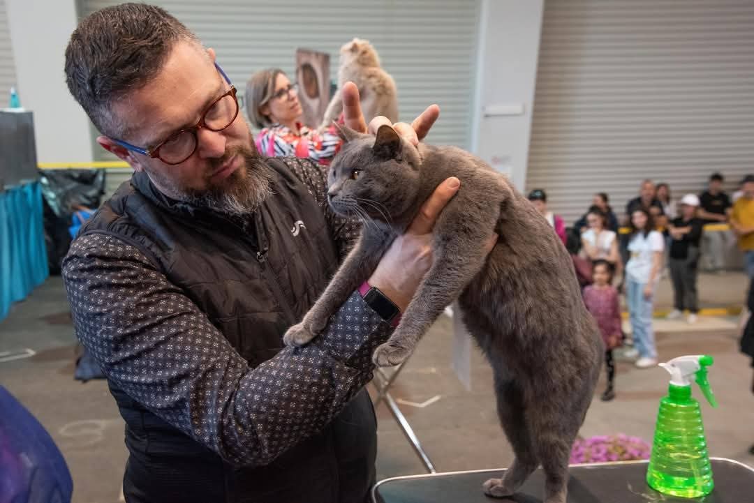 Giudizio di un Gatto Certosino Opera Prima durante una mostra